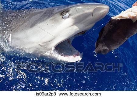 "Shark out of water, mouth open, reaching for bait" View Large Photo Image Stock Photo - "Shark out of water, mouth open, reaching for bait". Fotosearch