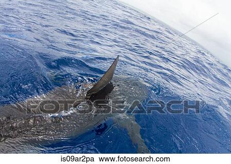 Stock Image - "Shark swimming in water, fin out of water, elevated view". Fotosearch