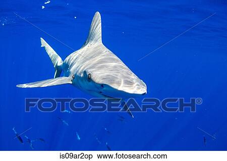 "Shark, underwater, swimming towards camera, Hawaii" View Large Photo Image Stock Photography - "Shark, underwater, swimming towards camera, Hawaii". Fotosearch
