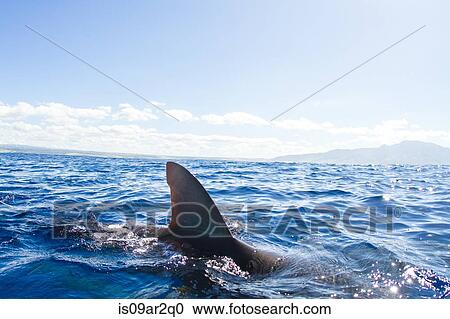 Stock Image - "Sharks swimming, fin out of water, Hawaii". Fotosearch