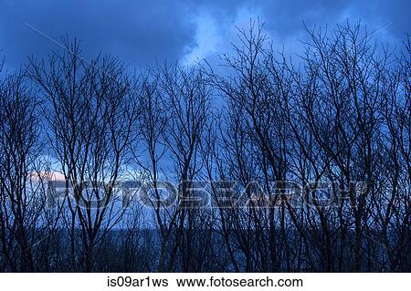 "Silhouetted bare trees in front of sea at dusk, Reine, Lofoten, Norway" View Large Photo Image Stock Photograph - "Silhouetted bare trees in front of sea at dusk, Reine, Lofoten, Norway". Fotosearch