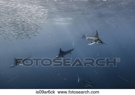 Stock Image - "Striped marlin (Kajikia audax) gather on the south pacific side of Baja California peninsula, Mexico, to chase the yearly sardine migration". Fotosearch
