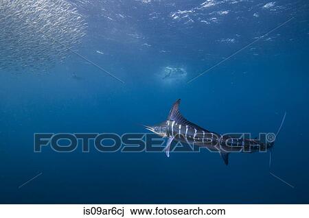 "Striped marlin (Kajikia audax) in the south pacific side of Baja California peninsula, Mexico, to chasing sardine migration" View Large Photo Image Stock Image - "Striped marlin (Kajikia audax) in the south pacific side of Baja California peninsula, Mexico, to chasing sardine migration". Fotosearch