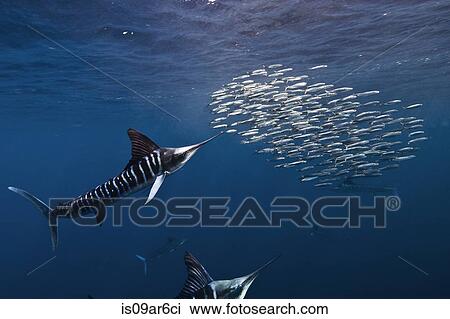 "Striped marlins (Kajikia audax) in the south pacific side of Baja California peninsula, Mexico, to chasing sardine migration" View Large Photo Image Stock Image - "Striped marlins (Kajikia audax) in the south pacific side of Baja California peninsula, Mexico, to chasing sardine migration". Fotosearch