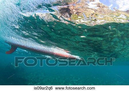Stock Photograph - "Surfboard, underwater view, Hawaii". Fotosearch