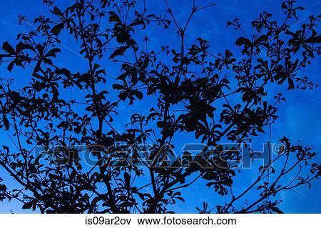 Tree branches in silhouette View Large Photo Image Stock Photo - Tree branches in silhouette. Fotosearch