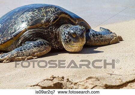 Stock Photo - "Turtle on beach, close-up, Hawaii". Fotosearch