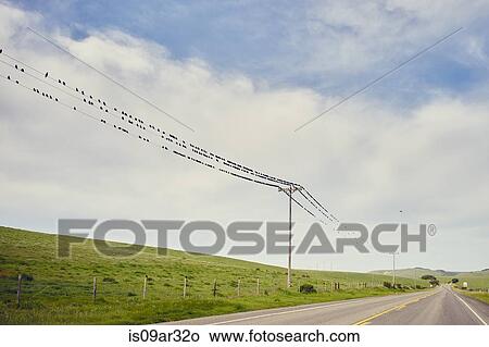 Picture - "View of highway 1 and large group of birds perched on telegraph wires, Big Sur, California, USA". Fotosearch