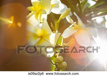 "White flower, close-up" View Large Photo Image Stock Photograph - "White flower, close-up". Fotosearch