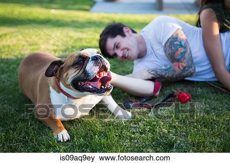 Young man lying in park petting bulldog View Large Photo Image Stock Photo - Young man lying in park petting bulldog. Fotosearch