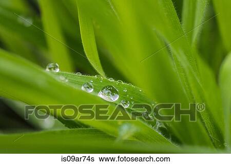 Blades of grass with water droplets, close-up View Large Photo Image Stock Photograph - Blades of grass with water droplets, close-up. Fotosearch