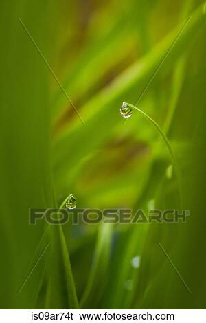 Stock Photograph - Blades of grass with water droplets, close-up. Fotosearch