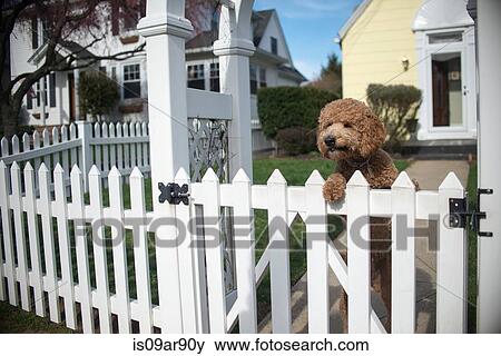 Dog looking out from garden fence on hind legs View Large Photo Image Stock Photo - Dog looking out from garden fence on hind legs. Fotosearch