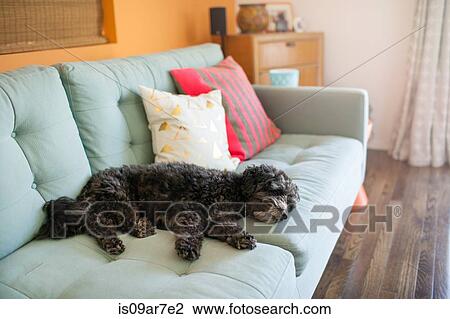 Dog lying on sofa View Large Photo Image Stock Image - Dog lying on sofa. Fotosearch
