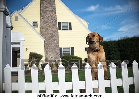 Stock Photo - Dog on hind legs looking out from garden fence. Fotosearch
