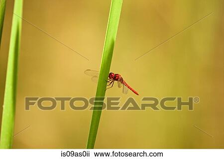 Dragonfly, Satpura National Park, Madhya Pradesh India View Large Photo Image Stock Image - Dragonfly, Satpura National Park, Madhya Pradesh India. Fotosearch