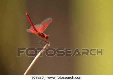 Stock Image - Dragonfly, Satpura National Park, Madhya Pradesh India. Fotosearch
