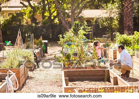 Girl aiming hosepipe at father in community garden View Large Photo Image Stock Image - Girl aiming hosepipe at father in community garden. Fotosearch