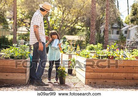 Girl with father looking in watering can in community garden View Large Photo Image Stock Photo - Girl with father looking in watering can in community garden. Fotosearch