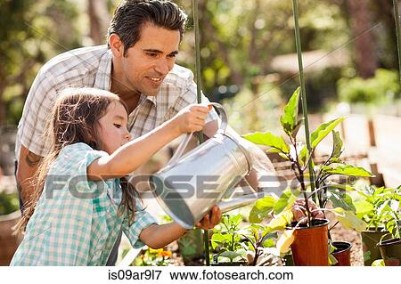 Girl with father using watering can in community garden View Large Photo Image Stock Photo - Girl with father using watering can in community garden. Fotosearch