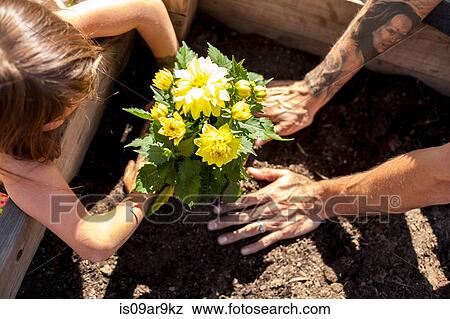 Hands of girl and father planting yellow flowers in community garden View Large Photo Image Stock Photo - Hands of girl and father planting yellow flowers in community garden. Fotosearch
