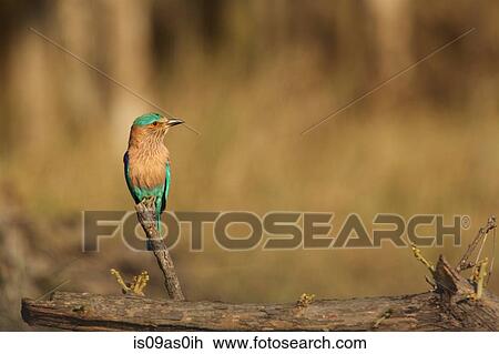 Indian Roller - Coracias benghalensis, Satpura National Park, Madhya Pradesh India View Large Photo Image Stock Image - Indian Roller - Coracias benghalensis, Satpura National Park, Madhya Pradesh India. Fotosearch