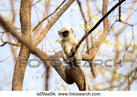 Langur monkey - juvenile - Semnopithecus entellus, Satpura National Park, Madhya Pradesh India View Large Photo Image Stock Image - Langur monkey - juvenile - Semnopithecus entellus, Satpura National Park, Madhya Pradesh India. Fotosearch