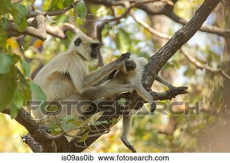 Stock Image - Langur monkey - Semnopithecus entellus, Satpura National Park, Madhya Pradesh India. Fotosearch