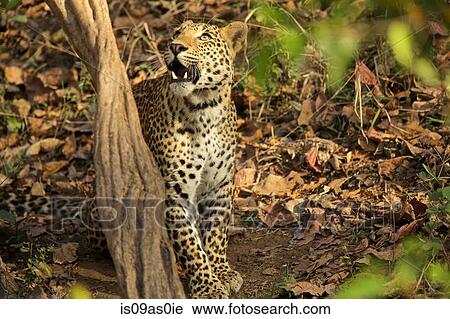 Leopard - Panrthera pardus, Satpura National Park, Madhya Pradesh India View Large Photo Image Stock Image - Leopard - Panrthera pardus, Satpura National Park, Madhya Pradesh India. Fotosearch