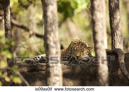 Leopard - Panrthera pardus, Satpura National Park, Madhya Pradesh India View Large Photo Image Stock Image - Leopard - Panrthera pardus, Satpura National Park, Madhya Pradesh India. Fotosearch