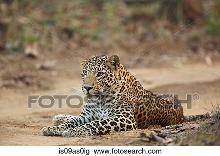 Leopard - Panrthera pardus, This one is unusual in that he has blue eyes, rather than the more usual yellow, Satpura National Park, Madhya Pradesh India View Large Photo Image Stock Image - Leopard - Panrthera pardus, This one is unusual in that he has blue eyes, rather than the more usual yellow, Satpura National Park, Madhya Pradesh India. Fotosearch