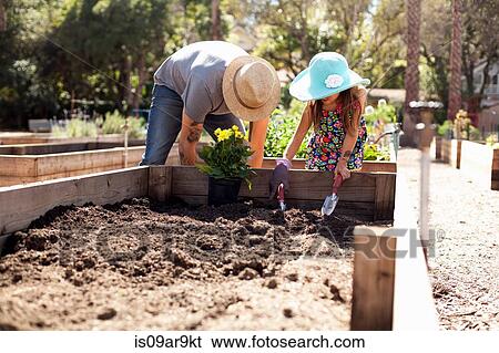 Stock Photograph - Mid adult man and daughter digging in community garden. Fotosearch