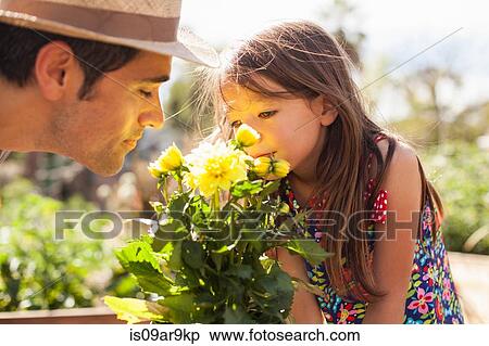 Mid adult man and daughter smelling yellow flowers in community garden View Large Photo Image Stock Photography - Mid adult man and daughter smelling yellow flowers in community garden. Fotosearch