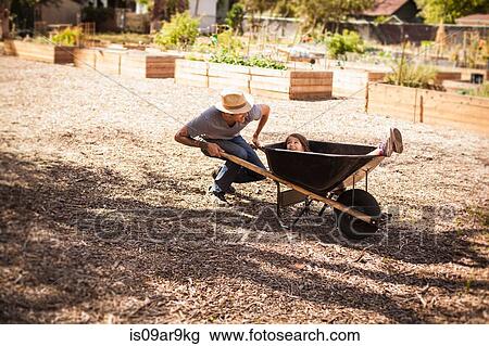 Mid adult man in community garden with daughter riding in wheelbarrow View Large Photo Image Stock Image - Mid adult man in community garden with daughter riding in wheelbarrow. Fotosearch