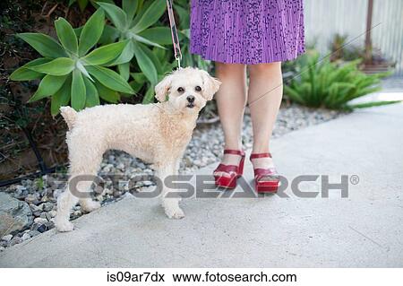 Mid adult woman standing with dog, outdoors, low section View Large Photo Image Stock Photo - Mid adult woman standing with dog, outdoors, low section. Fotosearch