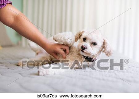 Mid adult woman stroking dog View Large Photo Image Stock Photograph - Mid adult woman stroking dog. Fotosearch
