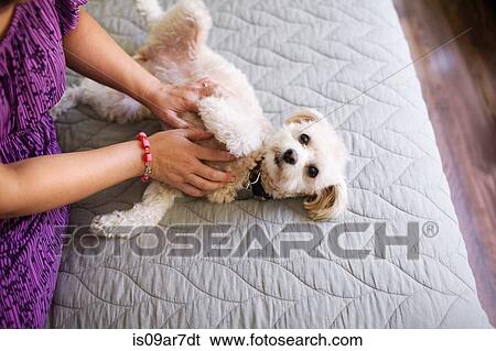 Stock Photograph - Mid adult woman stroking dog. Fotosearch