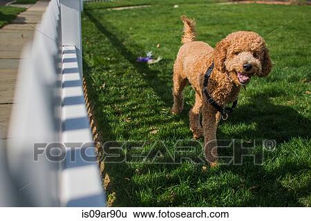 Portrait of curious dog in garden View Large Photo Image Stock Photograph - Portrait of curious dog in garden. Fotosearch