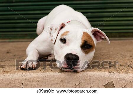 Portrait of dog, lying down, outdoors View Large Photo Image Stock Image - Portrait of dog, lying down, outdoors. Fotosearch