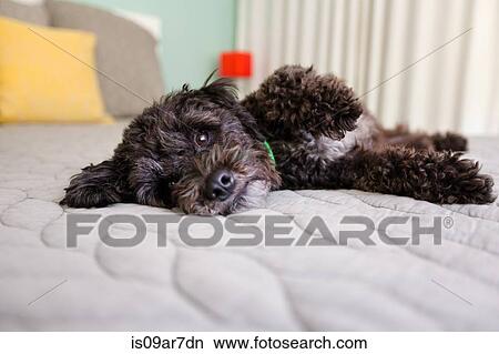 Picture - Portrait of dog lying on bed. Fotosearch