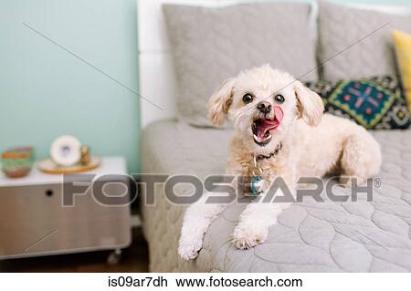 Stock Image - Portrait of dog lying on bed. Fotosearch