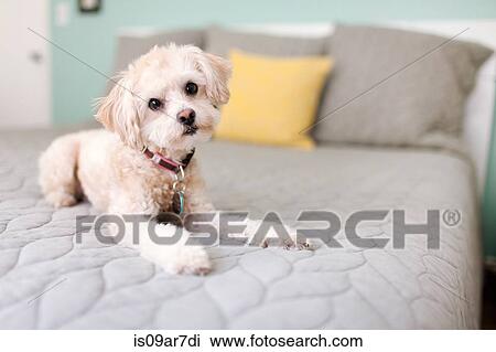Portrait of dog lying on bed View Large Photo Image Stock Image - Portrait of dog lying on bed. Fotosearch