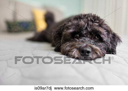 Stock Image - Portrait of dog lying on bed. Fotosearch