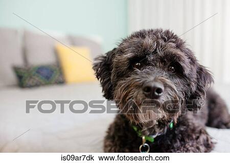 Stock Image - Portrait of dog lying on bed. Fotosearch