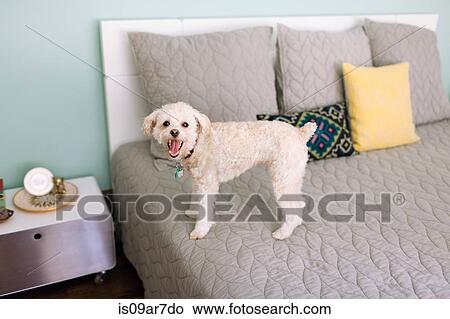 Picture - Portrait of dog sitting on bed. Fotosearch