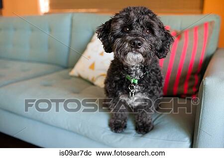 Stock Image - Portrait of dog sitting on sofa. Fotosearch