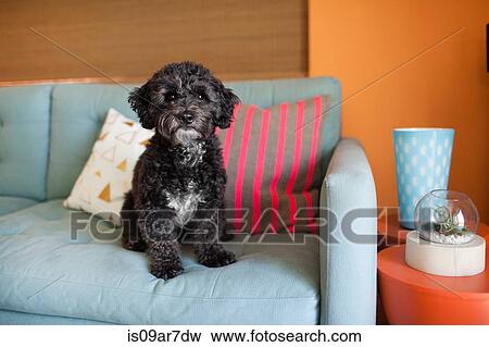 Stock Photo - Portrait of dog sitting on sofa. Fotosearch