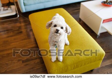 Portrait of dog sitting on stool View Large Photo Image Stock Image - Portrait of dog sitting on stool. Fotosearch