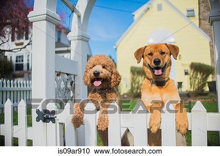 Stock Image - Portrait of two dogs looking out from garden fence. Fotosearch