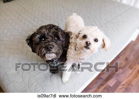 Portrait of two dogs sitting together, elevated view View Large Photo Image Stock Image - Portrait of two dogs sitting together, elevated view. Fotosearch